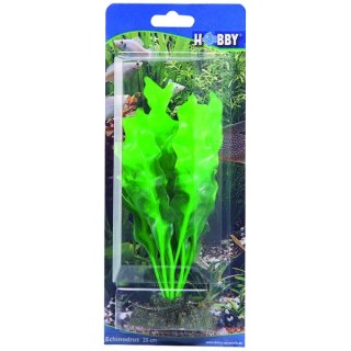 Hobby Echinodrus 20 cm, täuschend echt aussehende Aquarienpflanze
