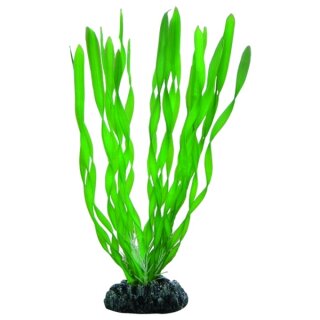 Hobby Vallisneria  20 cm