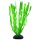 Hobby Vallisneria  20 cm