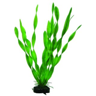 Hobby Vallisneria 34 cm