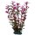 Hobby Ludwigia 25 cm, täuschend echt aussehende Aquarienpflanze