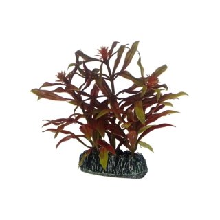 Hobby Nesaea 7 cm, täuschend echt ausshende Aquarienpflanze
