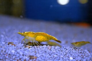 Neocaridina davidi var. gelb - Yellow Fire Garnele (DNZ)