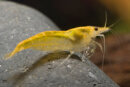 Neocaridina davidi var. gelb - Yellow Fire Garnele (DNZ)