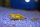 Neocaridina davidi var. gelb - Yellow Fire Garnele (DNZ)