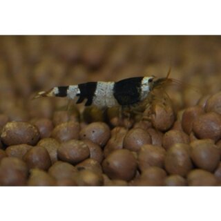 Black Bee Garnele (DNZ) 10 Stück